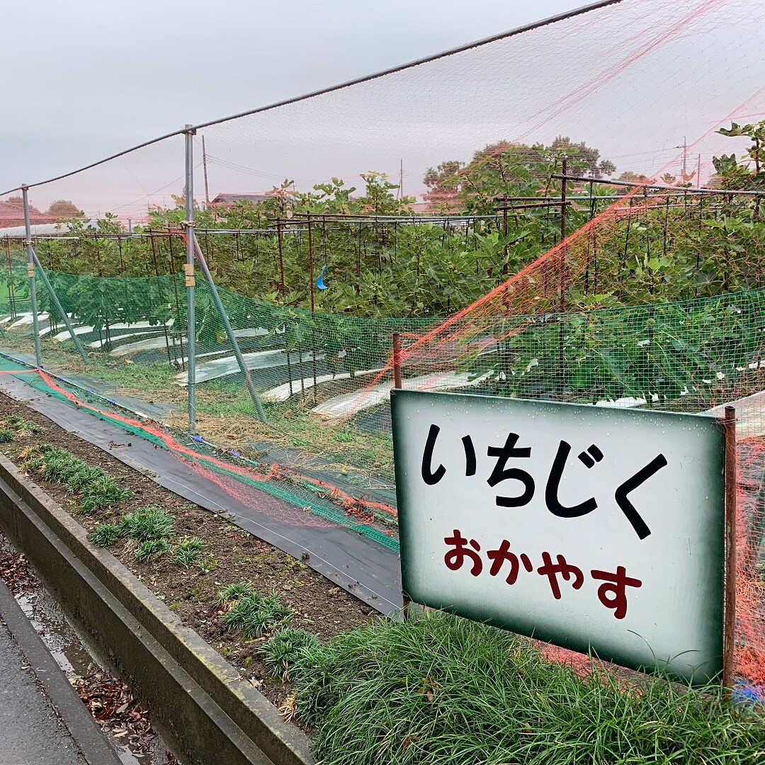 キービジュアル画像：いちじく農園に行ってきました！①