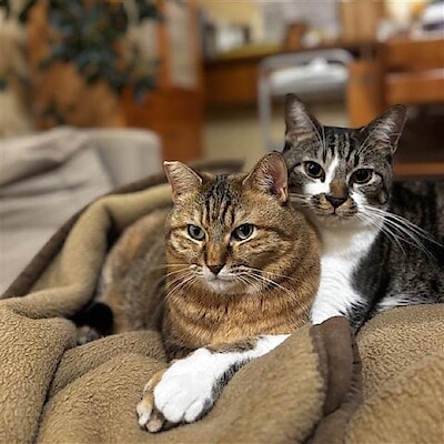 【イオンモール広島祇園】やっぱり猫が好き
