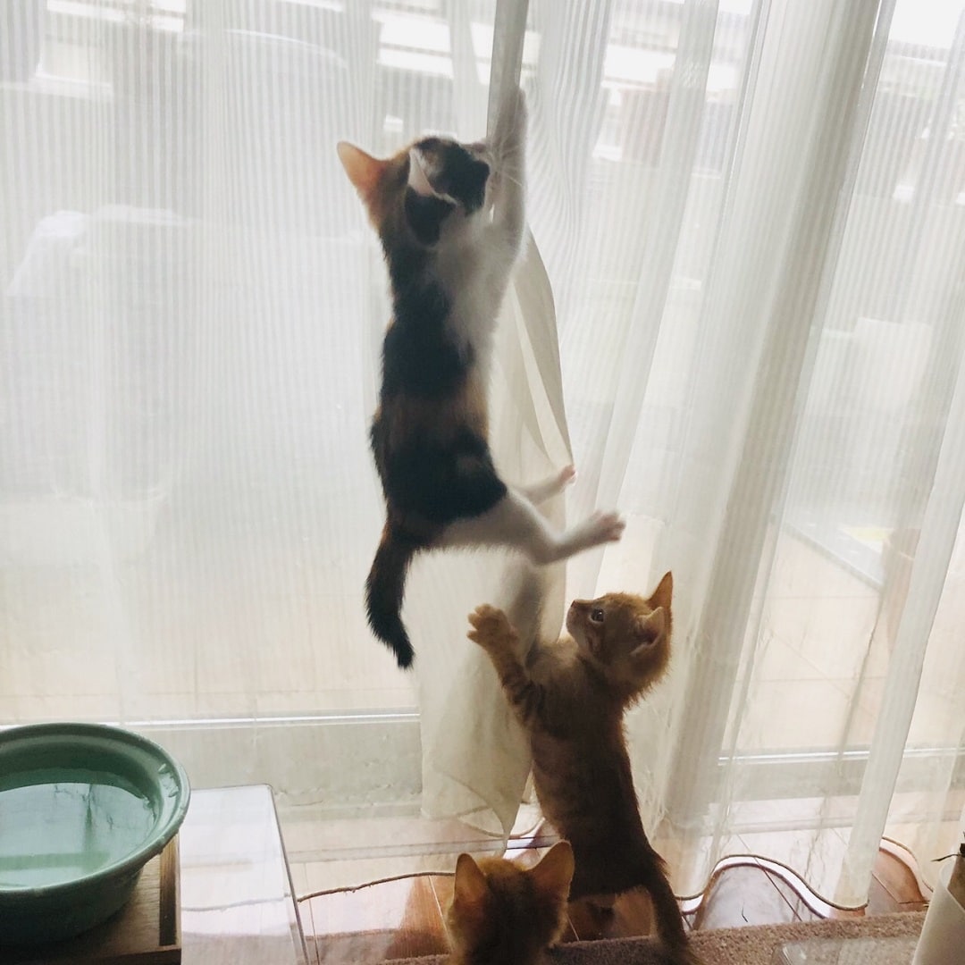 キービジュアル画像：最終回・はこちゃんの猫草観察日記
