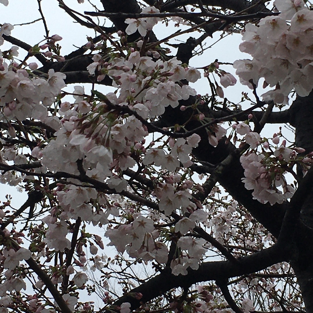 【大津西武】桜たより