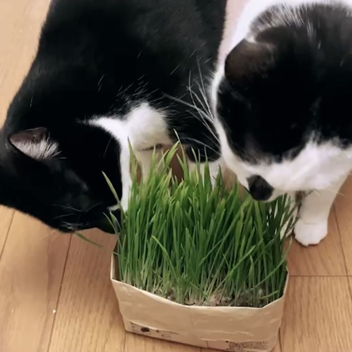 【ビーンズ戸田公園】　猫草、育ちました。