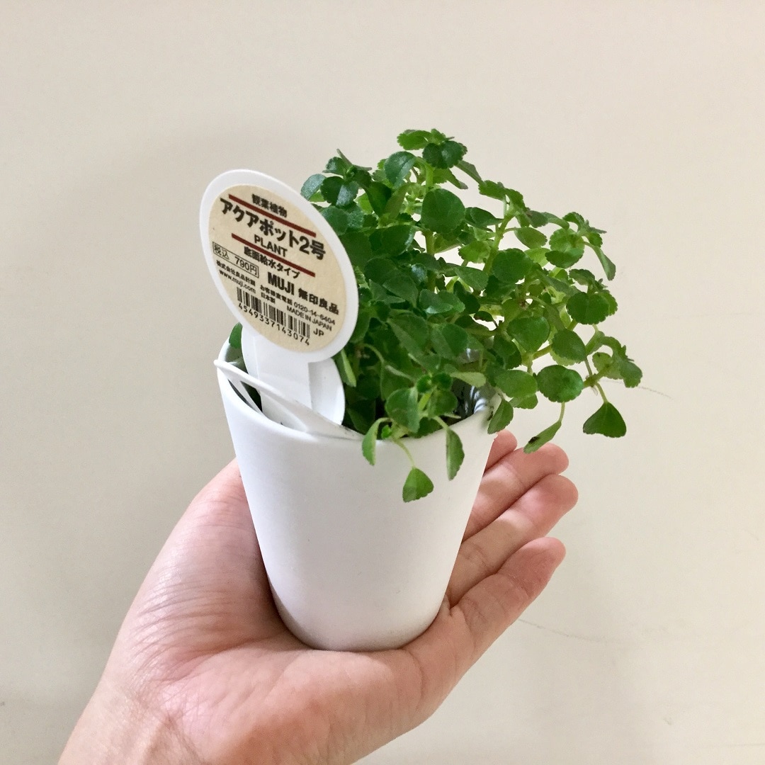 キービジュアル画像：グリーン入荷しました｜スタッフのおすすめ