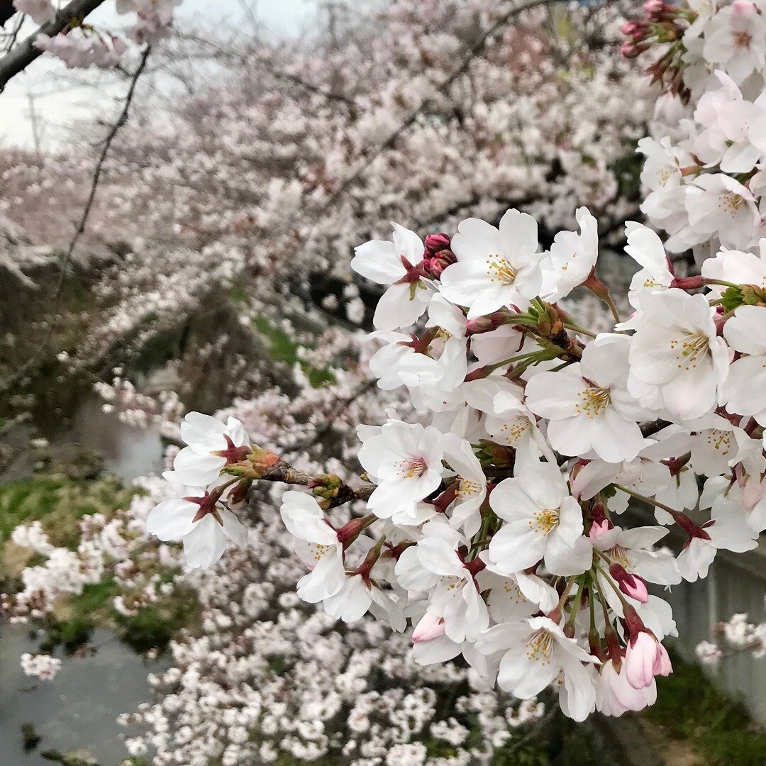 キービジュアル画像：山崎川の桜｜店長のより道