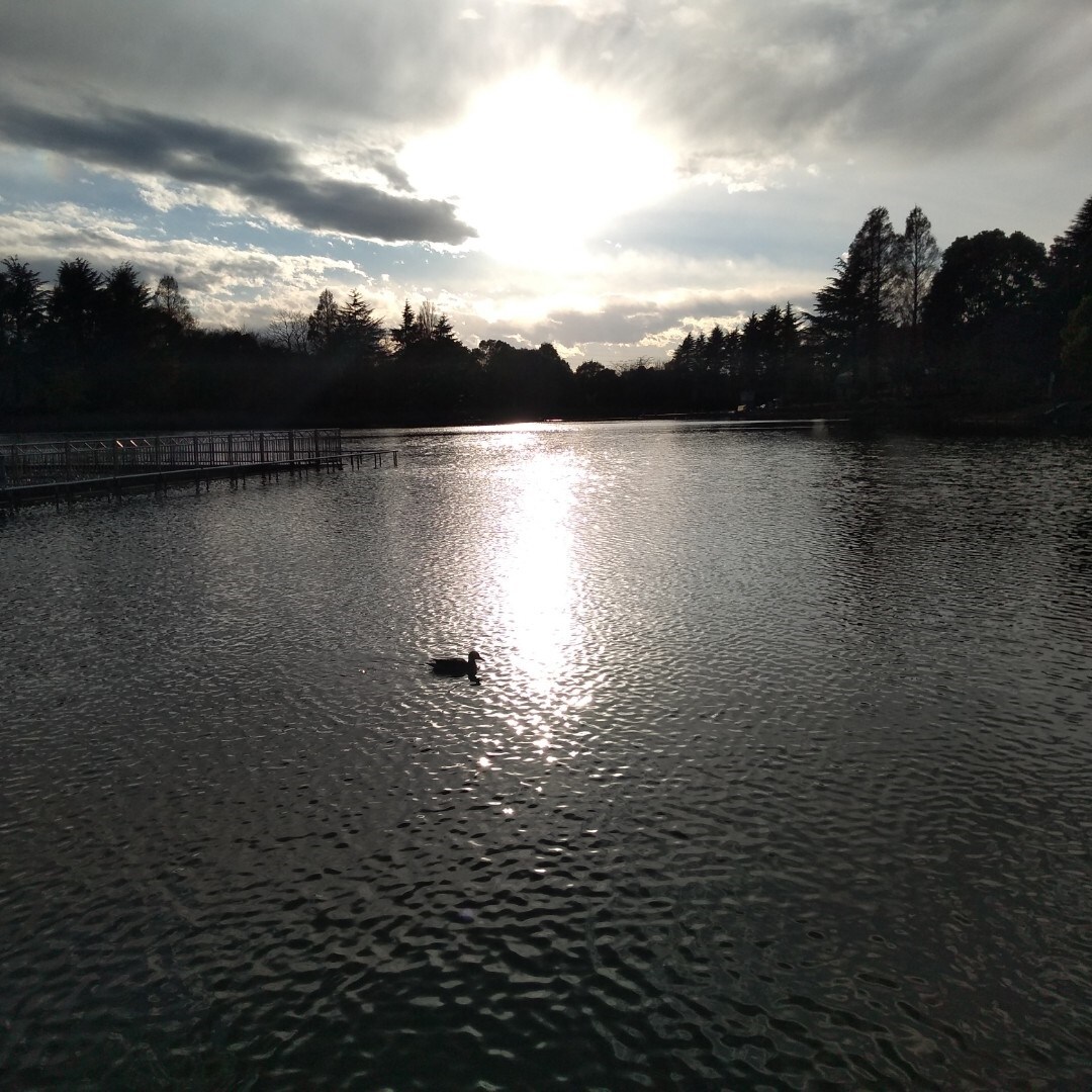 柏の葉公園ボート池画像