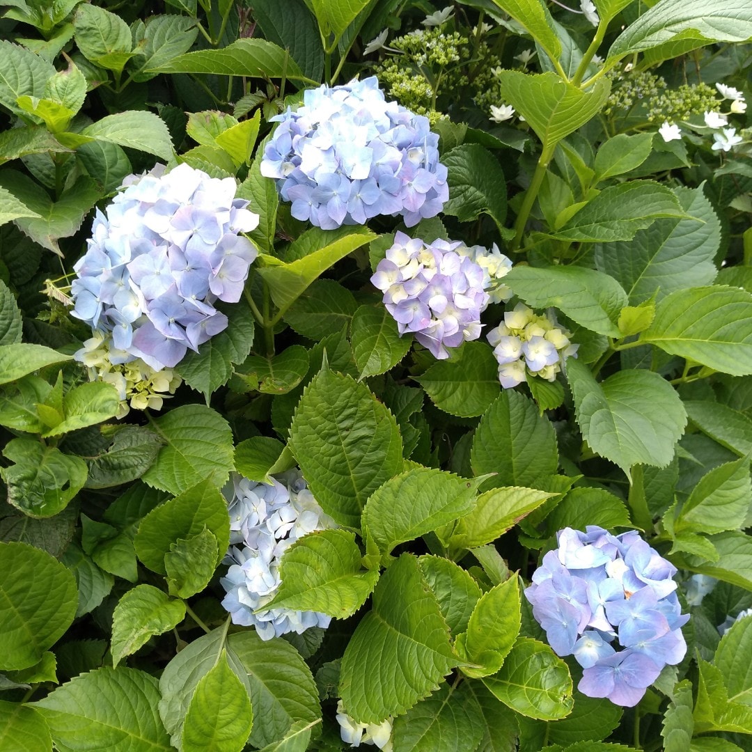 【イオンタウン守谷】紫陽花画像
