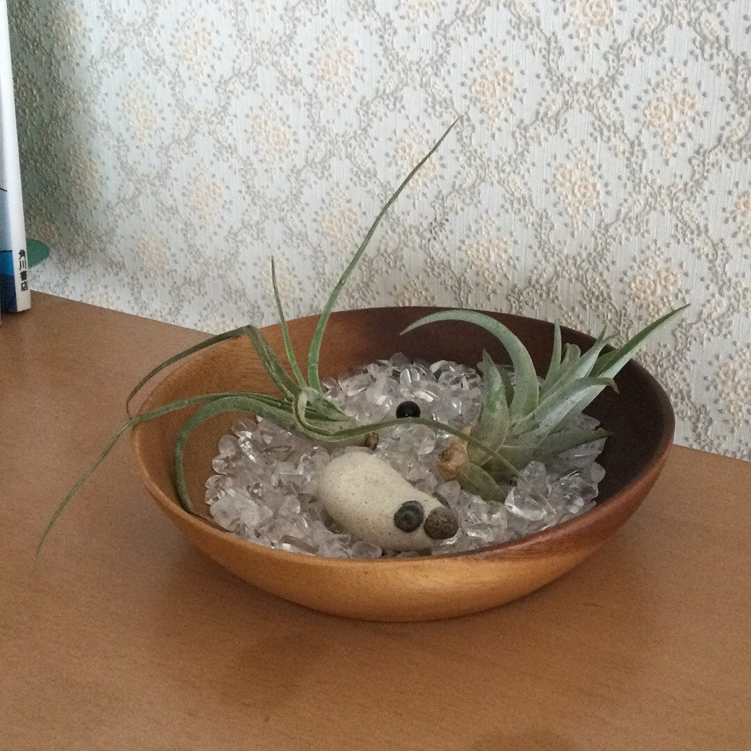 【トキハわさだタウン】エアプランツ