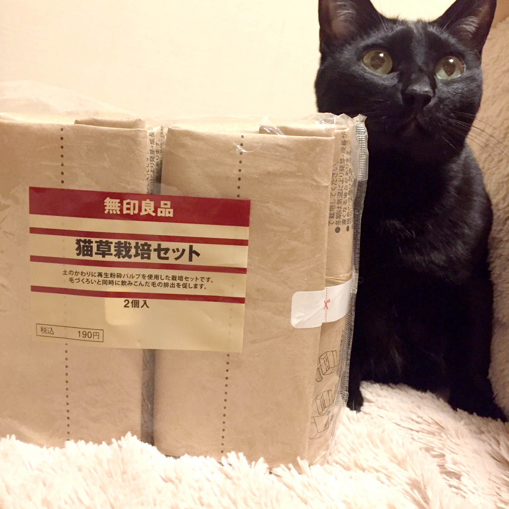 猫草栽培セット