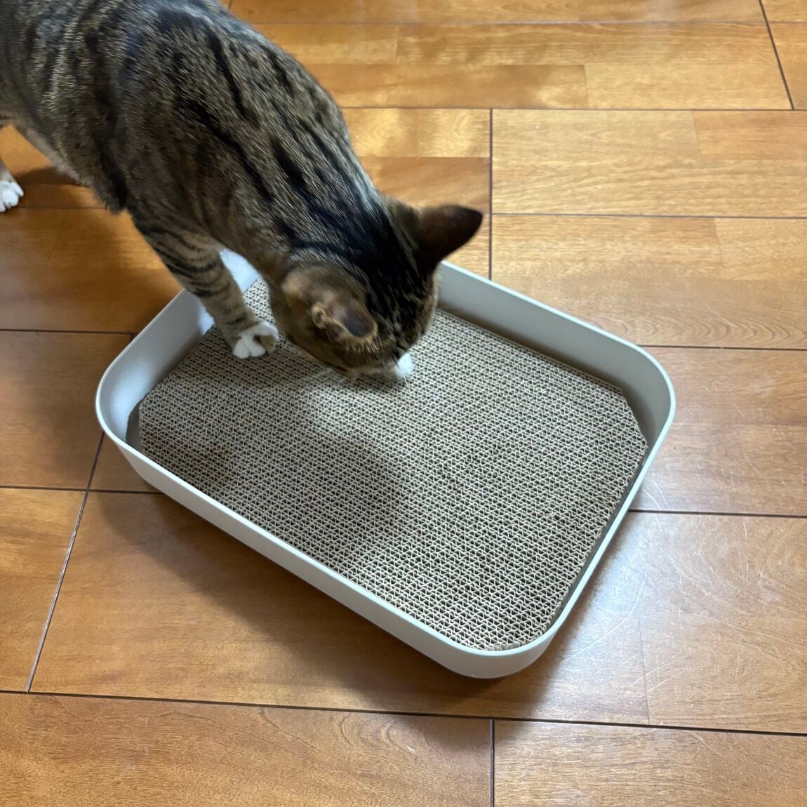 【イオンモール姫路大津】　いっしょに暮らす猫のための　ダンボール　爪とぎ　2個セット