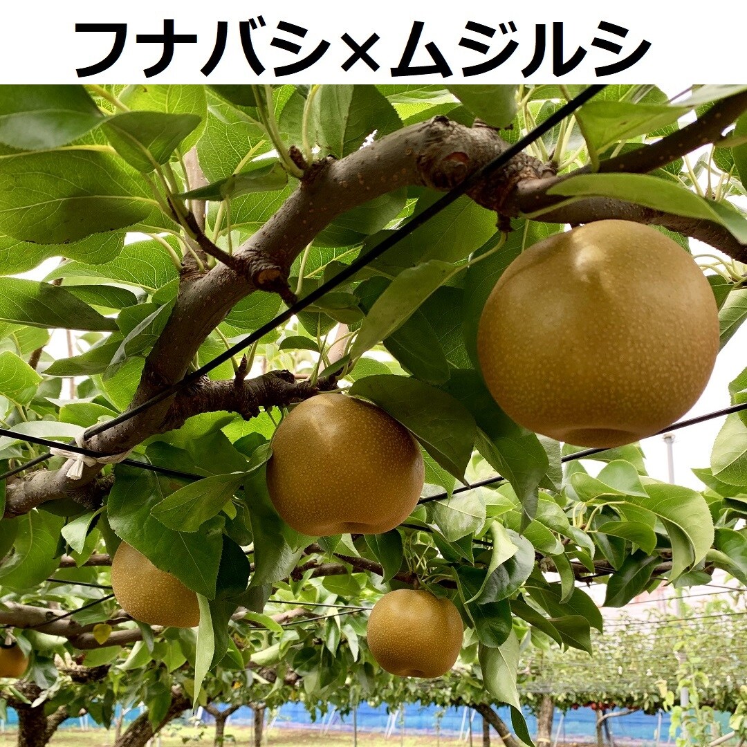 キービジュアル画像：フナバシ×ムジルシ｜FUNABASHI to GO