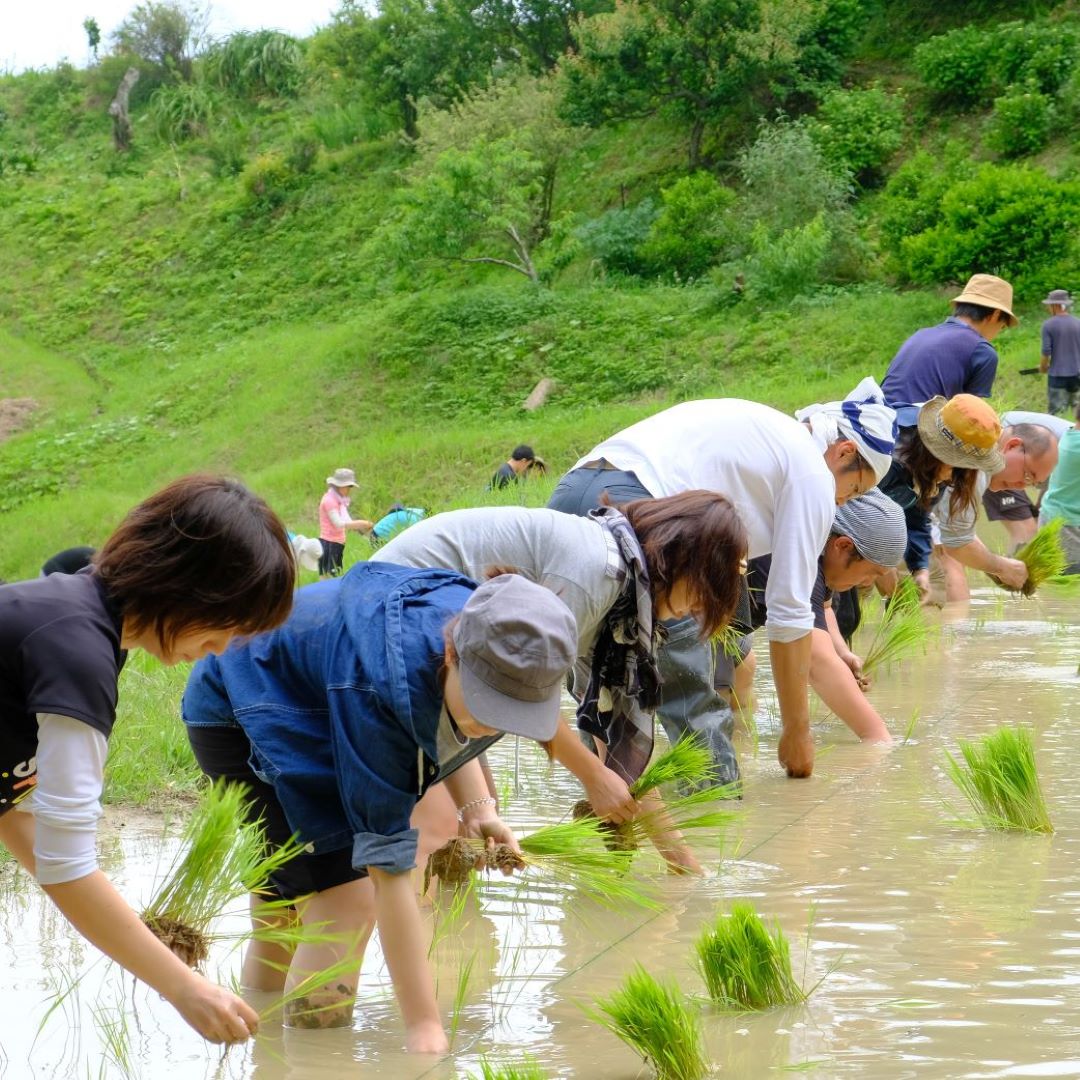田植え