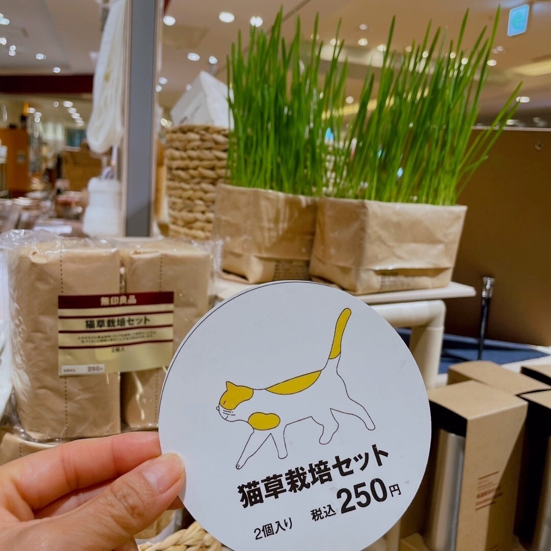 【無印良品 500 アトレ大森】猫草の成長記録