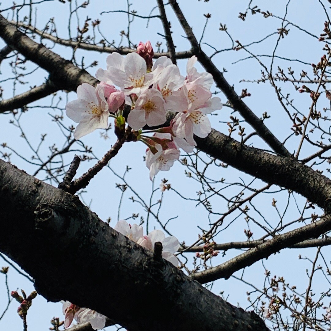 キービジュアル画像：花より団子