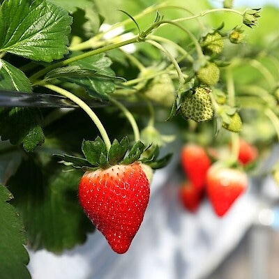 【無印良品500 シァル鶴見】神奈川県限定発売のミルフイユ