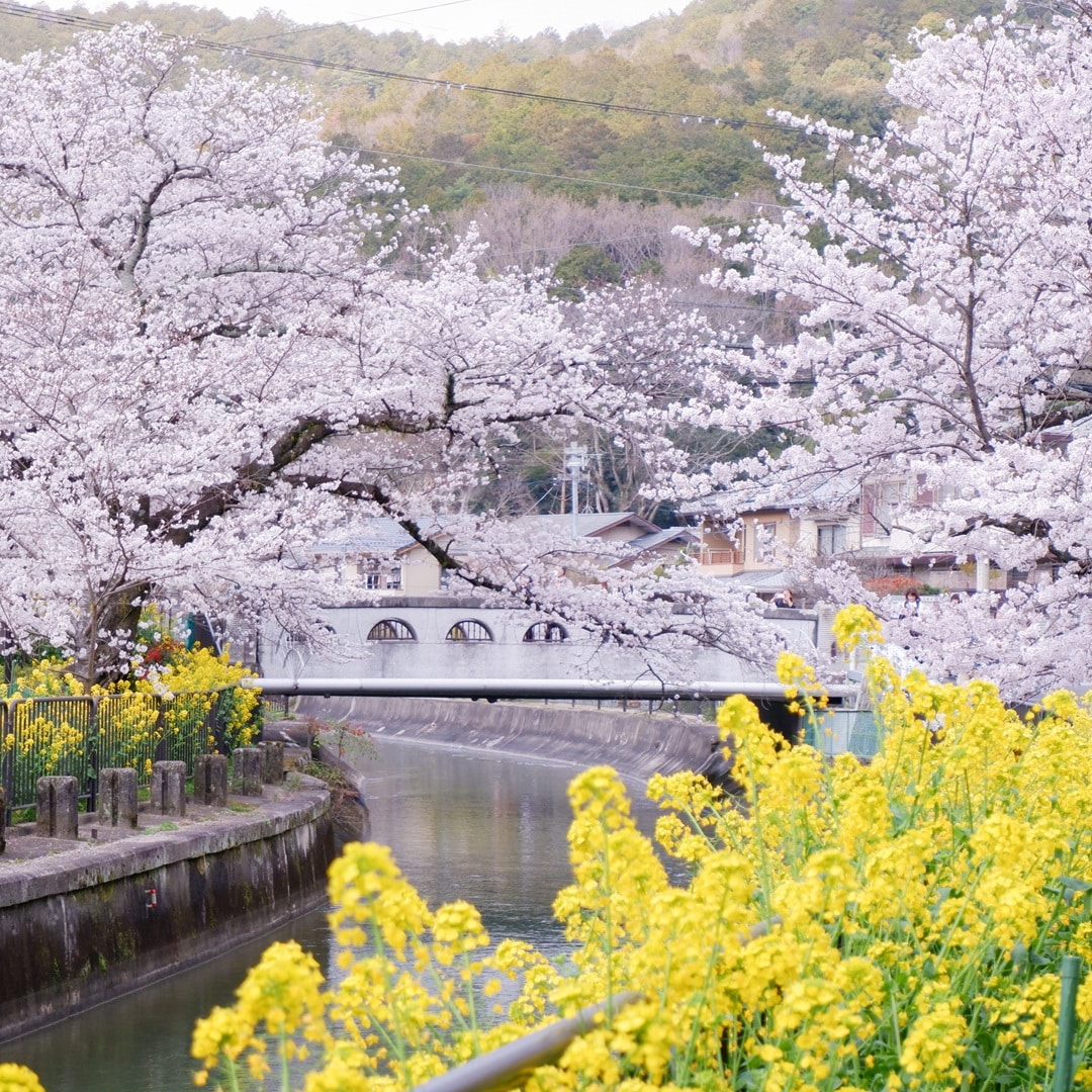 【京都山科】山科疏水の桜も見ごろを迎えています｜地域情報