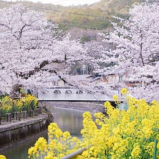 【京都山科】山科疏水の桜も見ごろを迎えています｜地域情報