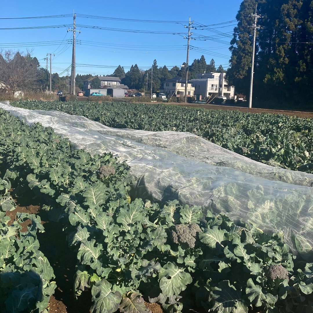 【MUJIcomペリエ稲毛】採れたて野菜、本日の入荷情報