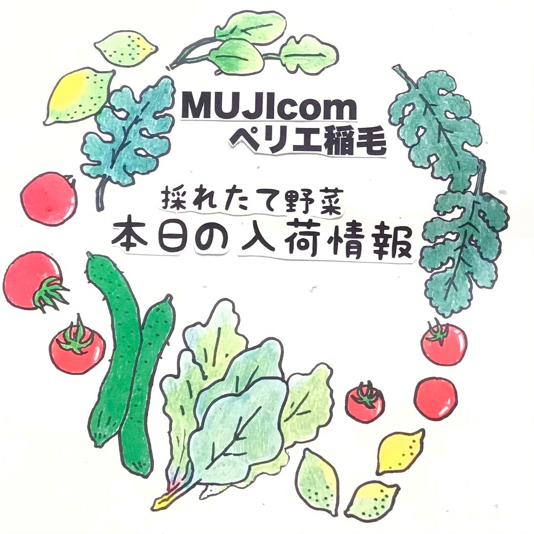 【MUJIcomペリエ稲毛】採れたて野菜、本日の入荷情報