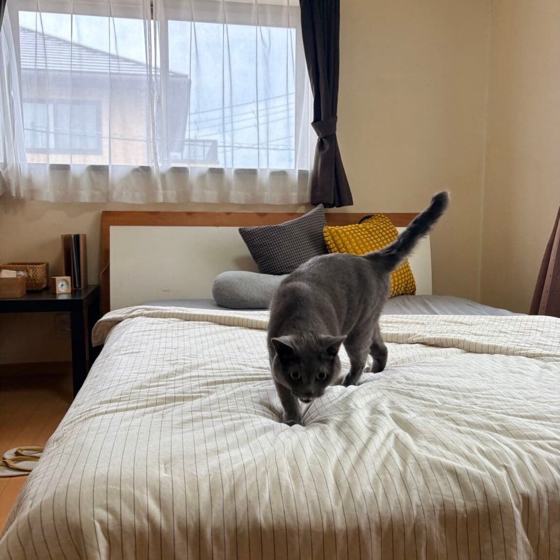 ひんやり綿と猫