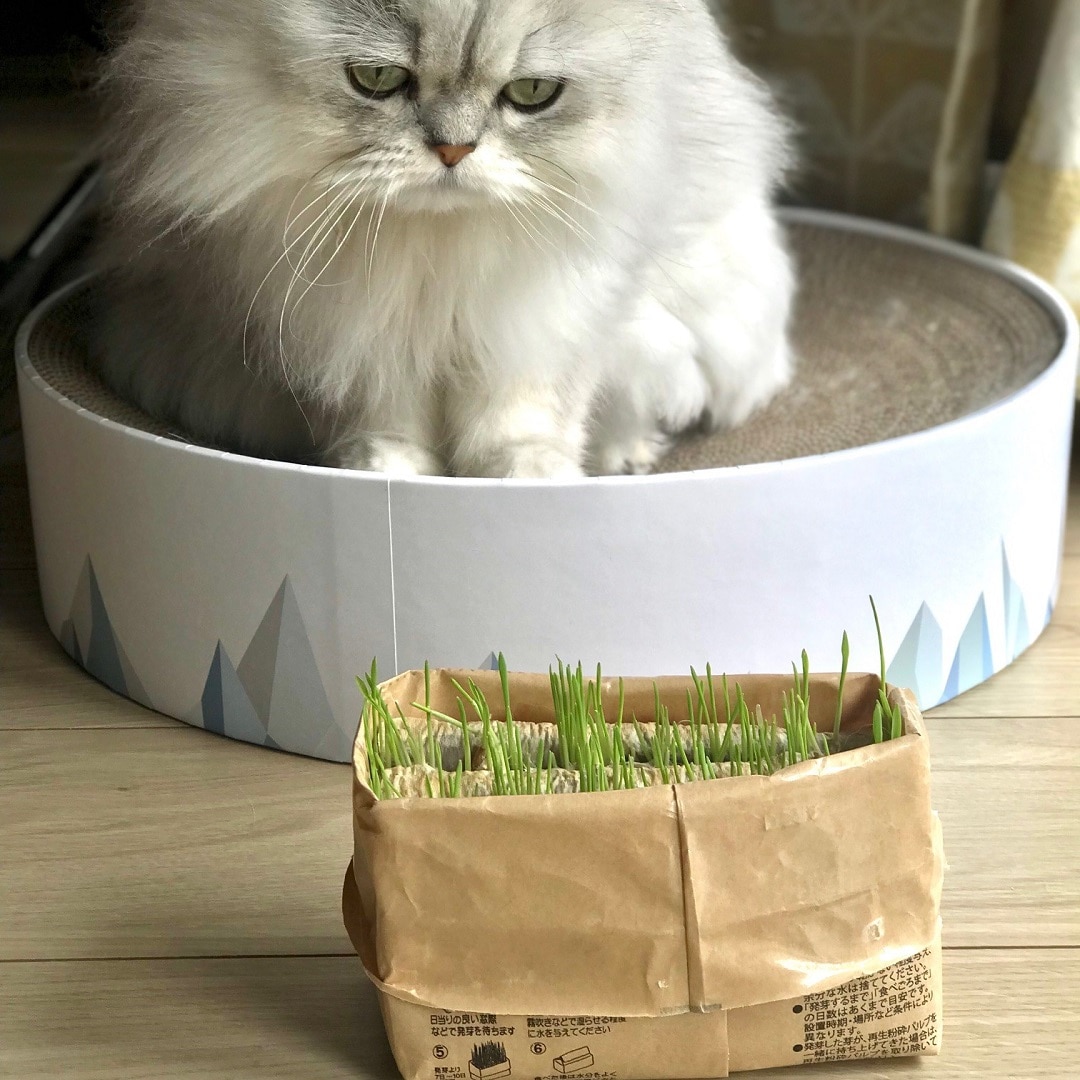【ザ・モール仙台長町】猫草栽培セット