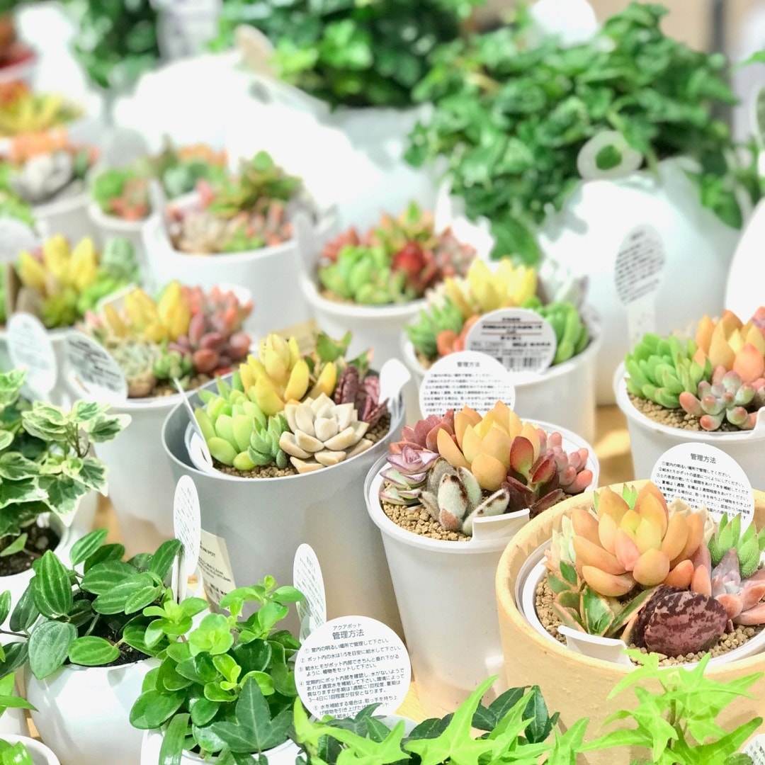 【ザ・モール仙台長町】観葉植物のおたよりタイトル写真