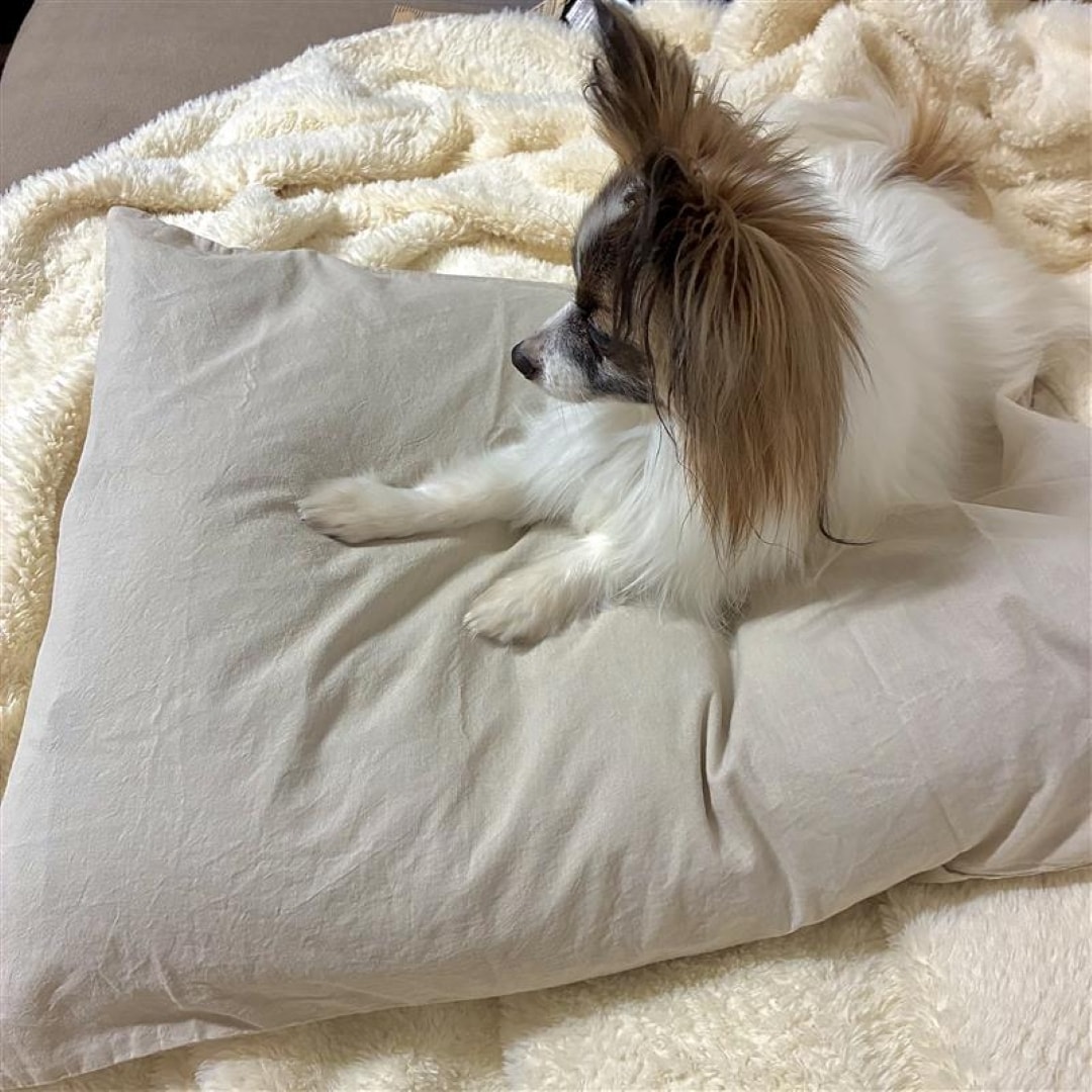 【ザ・モール仙台長町】綿洗いざらしの寝具カバー