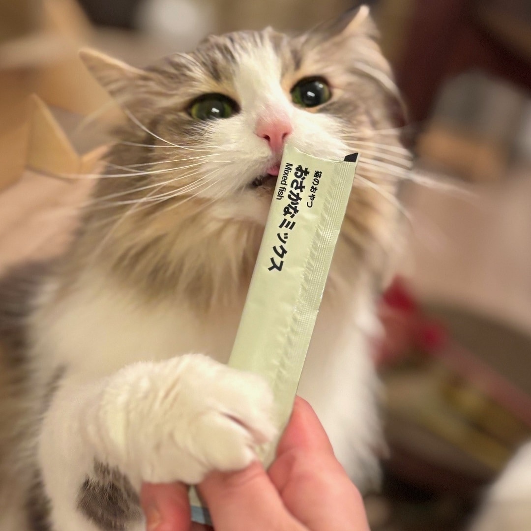【ザ・モール仙台長町】猫の日のおたよりタイトル写真