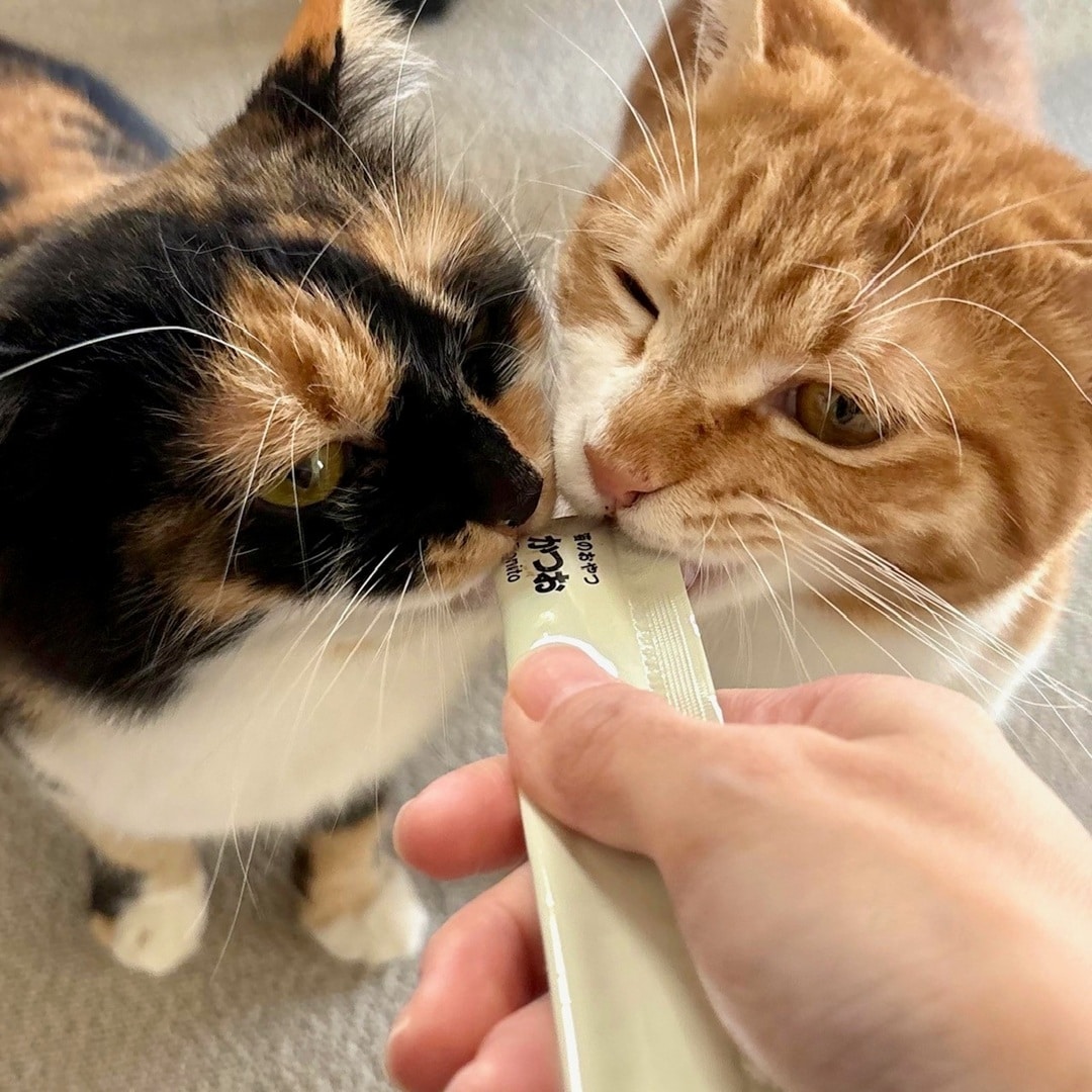 【ザ・モール仙台長町】猫の日おたよりタイトル写真