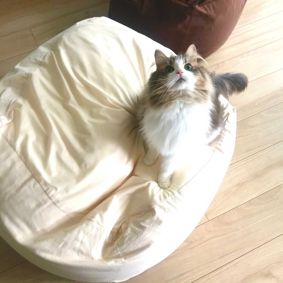 【ザ・モール仙台長町】体にフィットするソファのタイトル写真