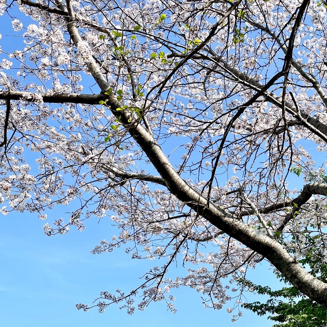 【アピタ島田】桜の花びら