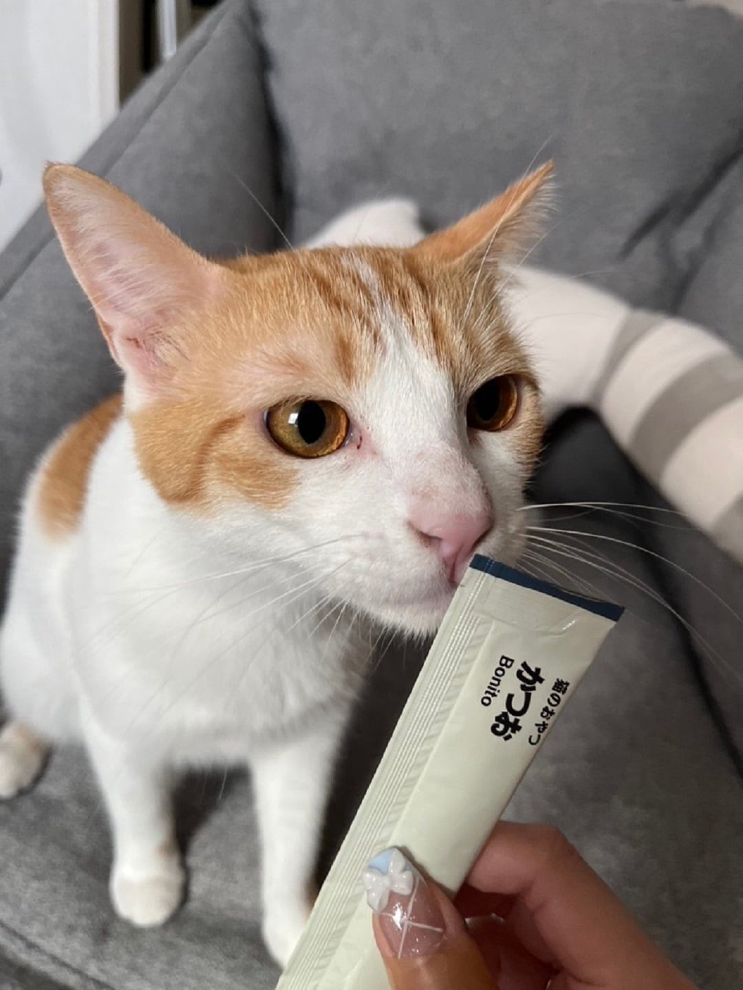 【アピタ島田】ねこがピューレを食べている