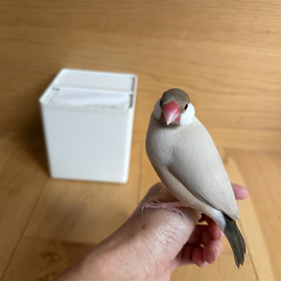 【アピタ島田】この商品はなんでしょう？