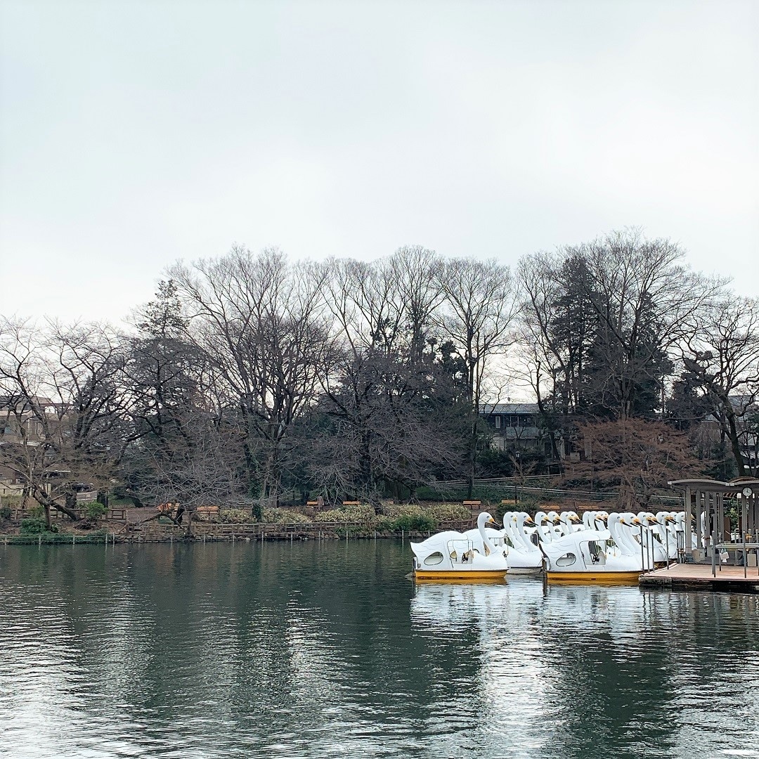 キービジュアル画像：小さなつぼみを発見｜ 井の頭公園 桜の観察日記①