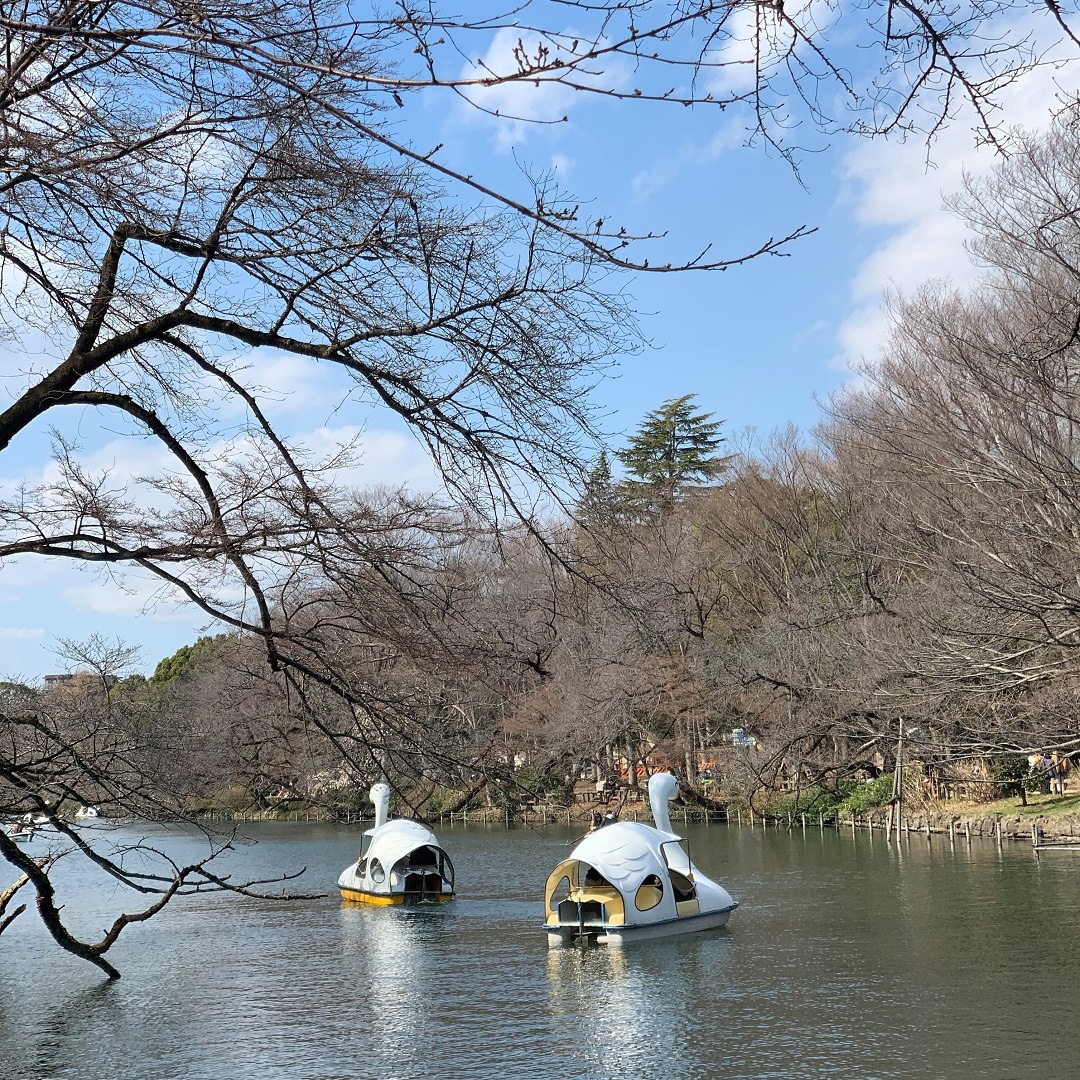 キービジュアル画像：つぼみがふくらんできました｜井の頭公園 桜の観察日記②