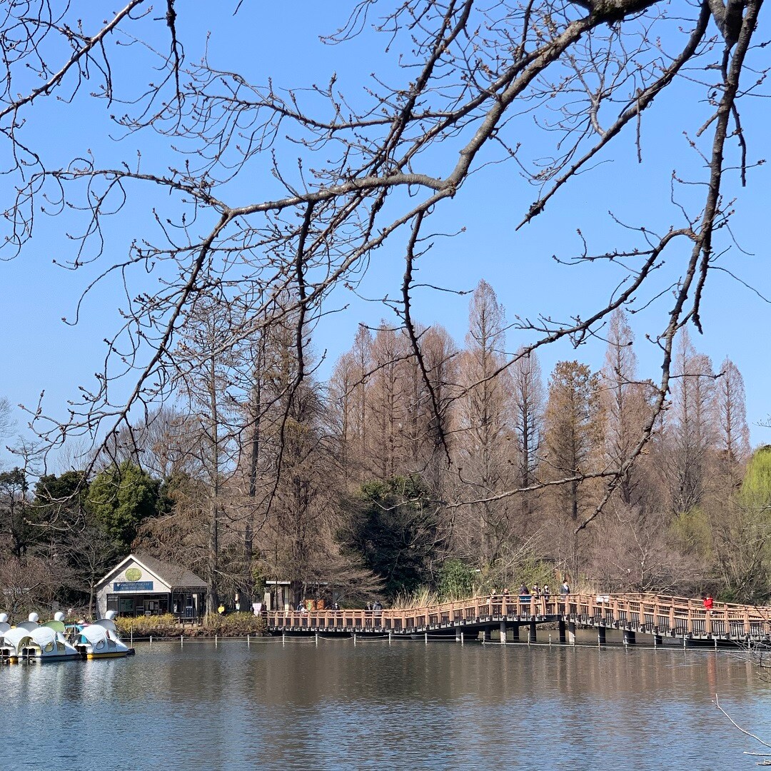 キービジュアル画像：ついに開花！｜井の頭公園 桜の観察日記③