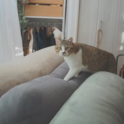 【吉祥寺マルイ】無印良品の抱き枕~春眠暁を覚えず~