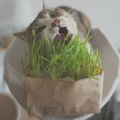 【吉祥寺マルイ】我が家の猫様に猫草献上