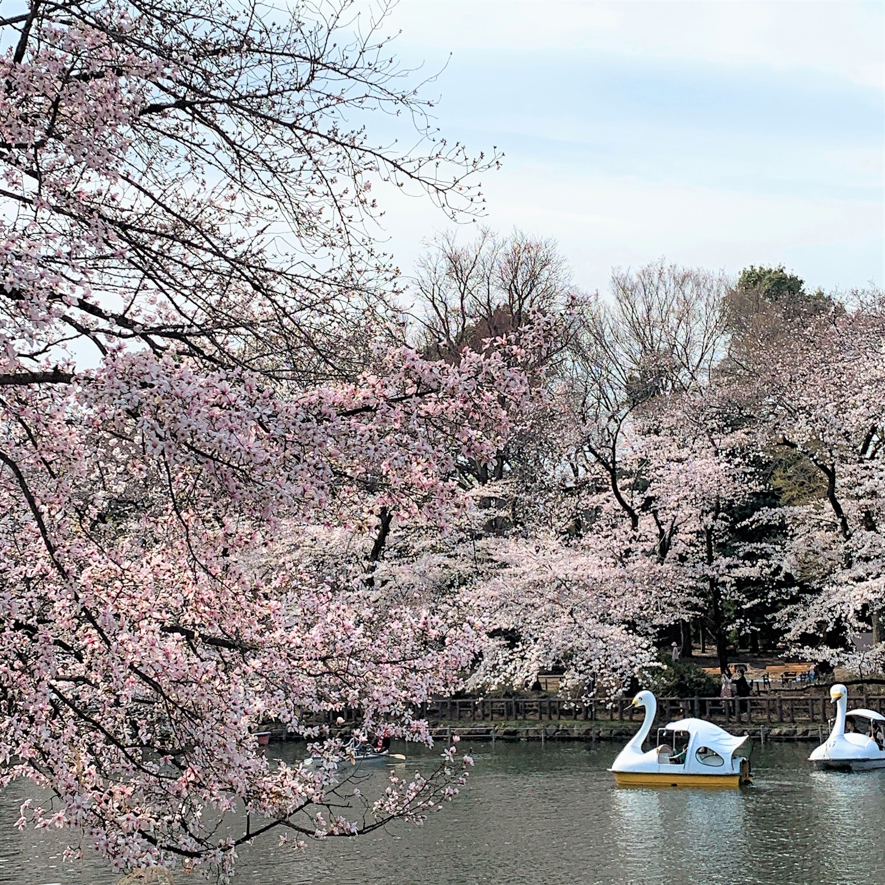 キービジュアル画像：まもなく満開！｜井の頭公園 桜の観察日記④