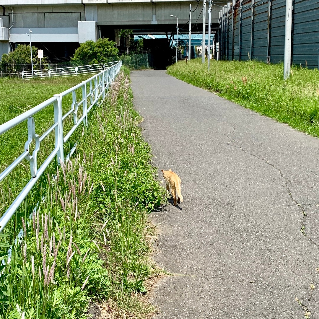 キービジュアル画像：ねこロード｜わたしたちの街