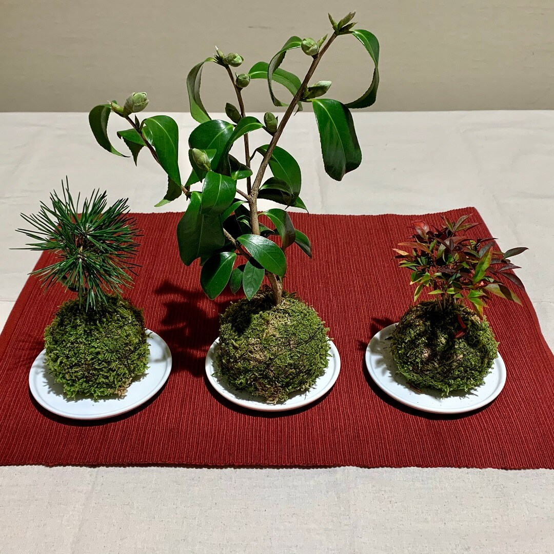【ららぽーとTOKYO-BAY】苔玉盆栽