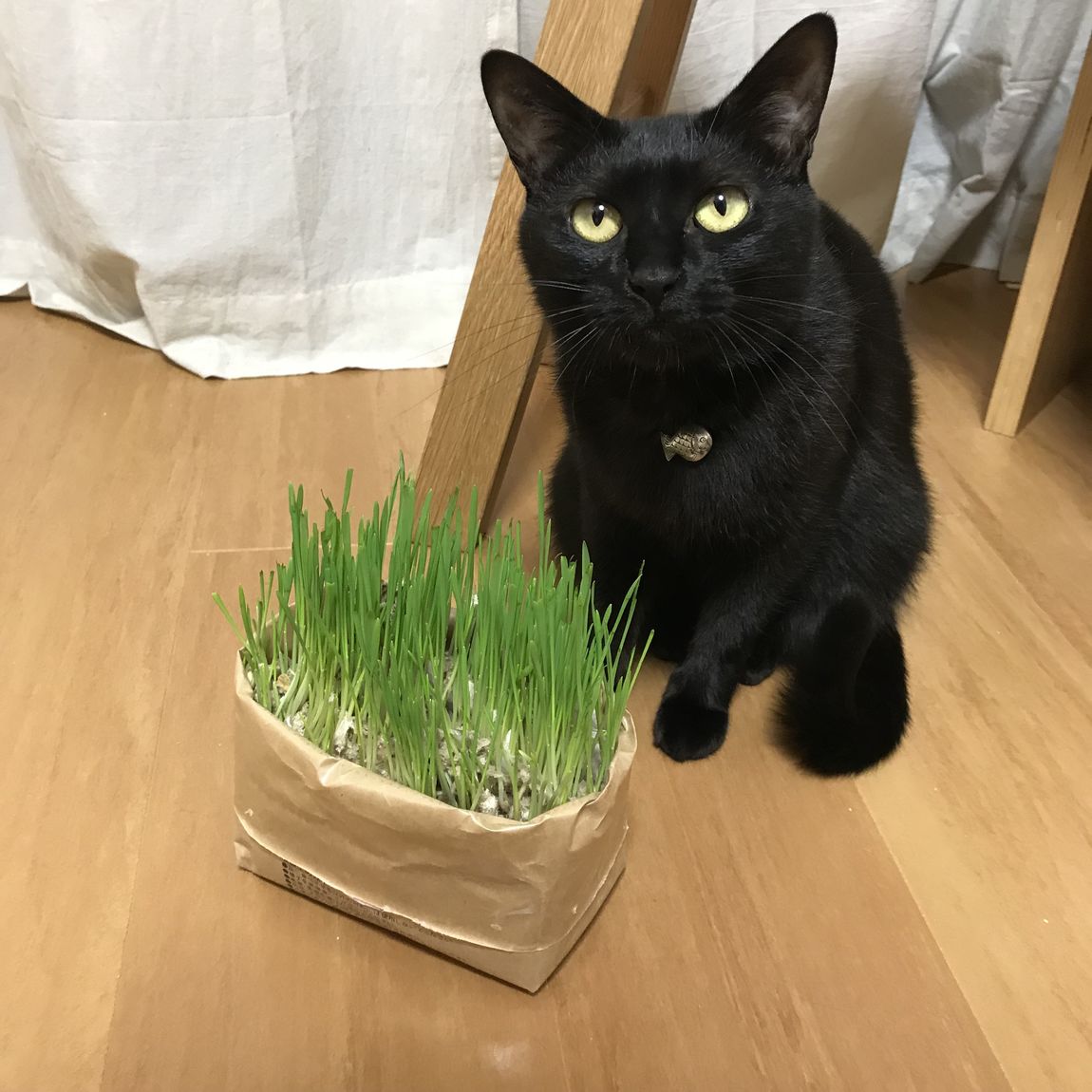【エスパス仙台】ねこの愛用品