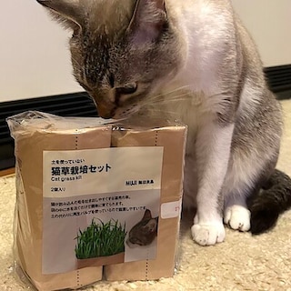 【上大岡京急】2月22日は猫の日。猫草栽培セットをご紹介します。