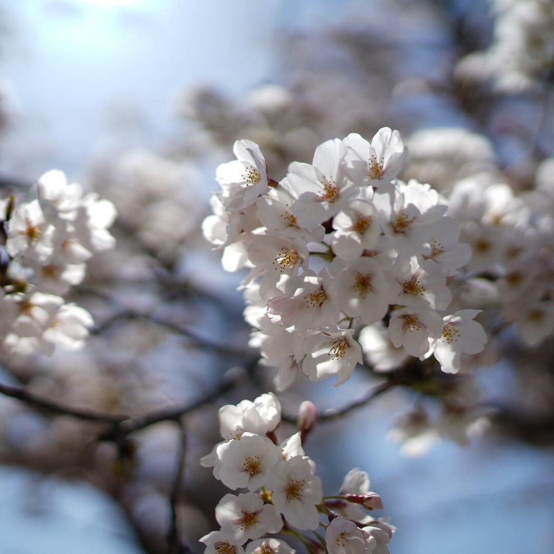 【マリエとやま】桜メイン画像
