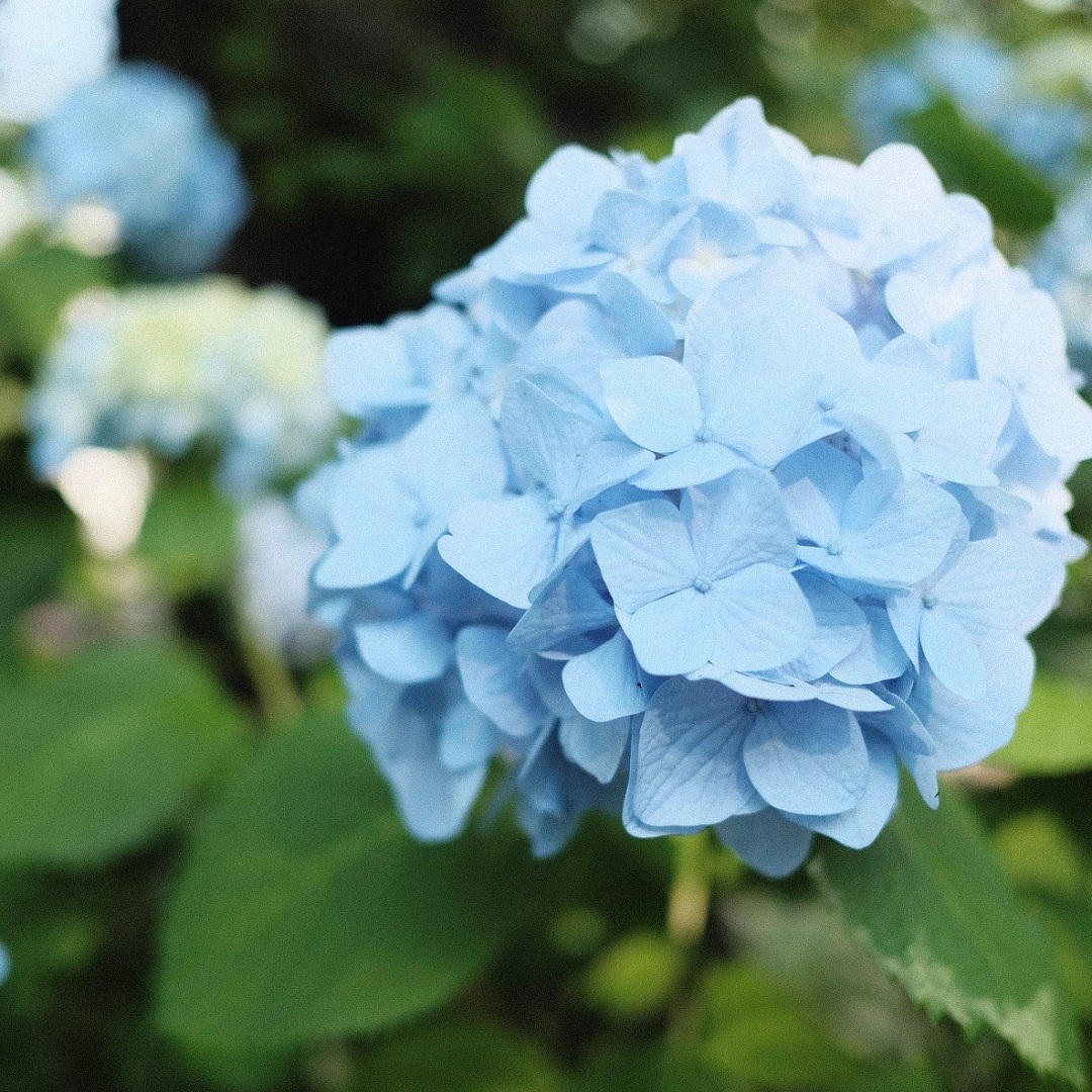 東京ミッドタウン 季節を彩る花たちをお届けします 無印良品