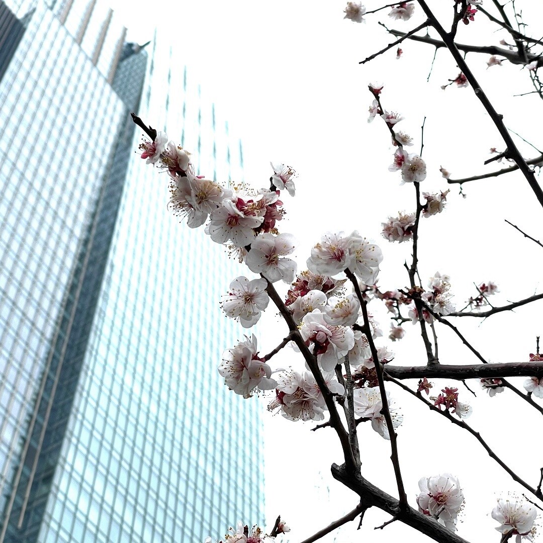 東京ミッドタウン 檜町公園 梅の花がきれいです 無印良品