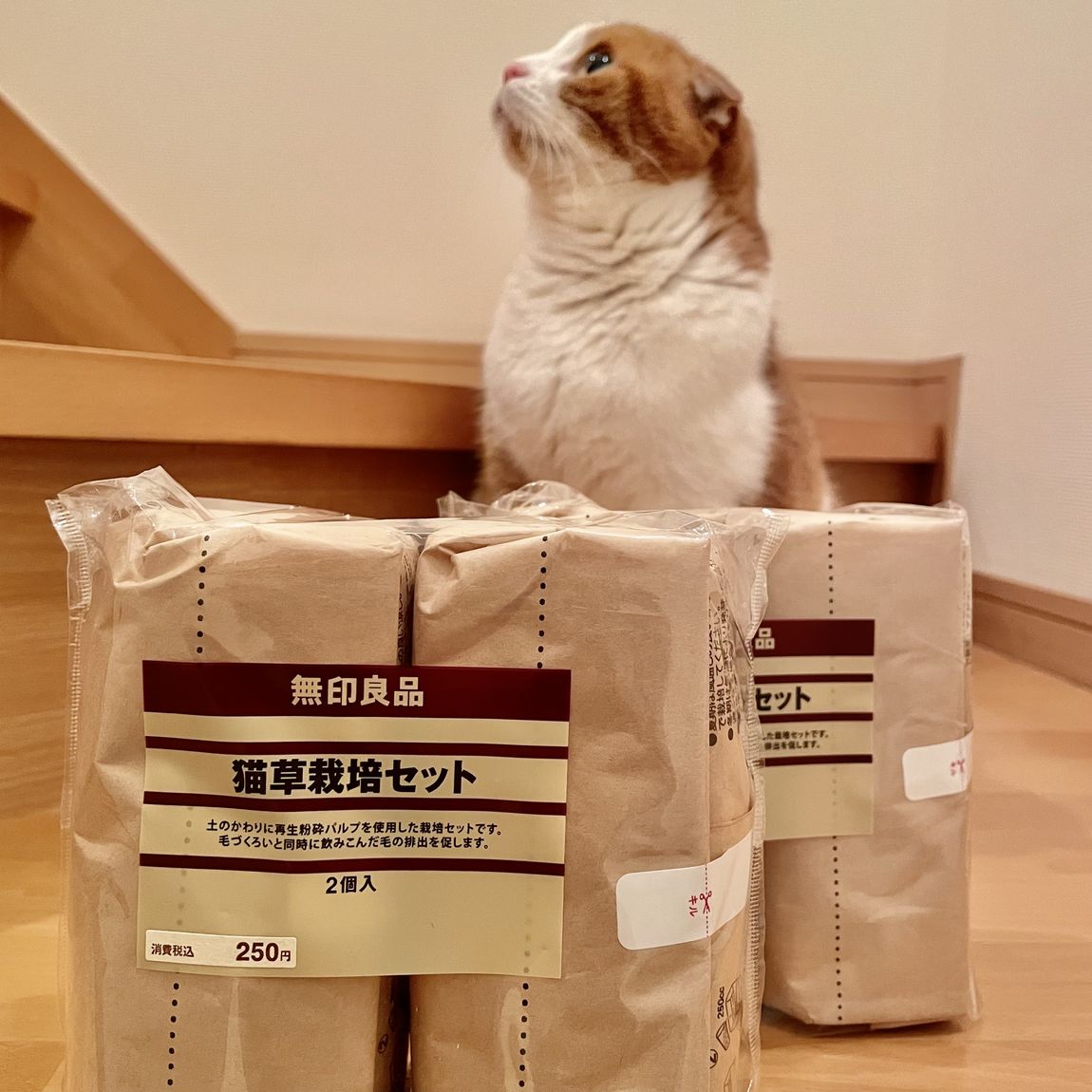 MIDORI長野】にゃんにゃん猫の日｜ 無印良品