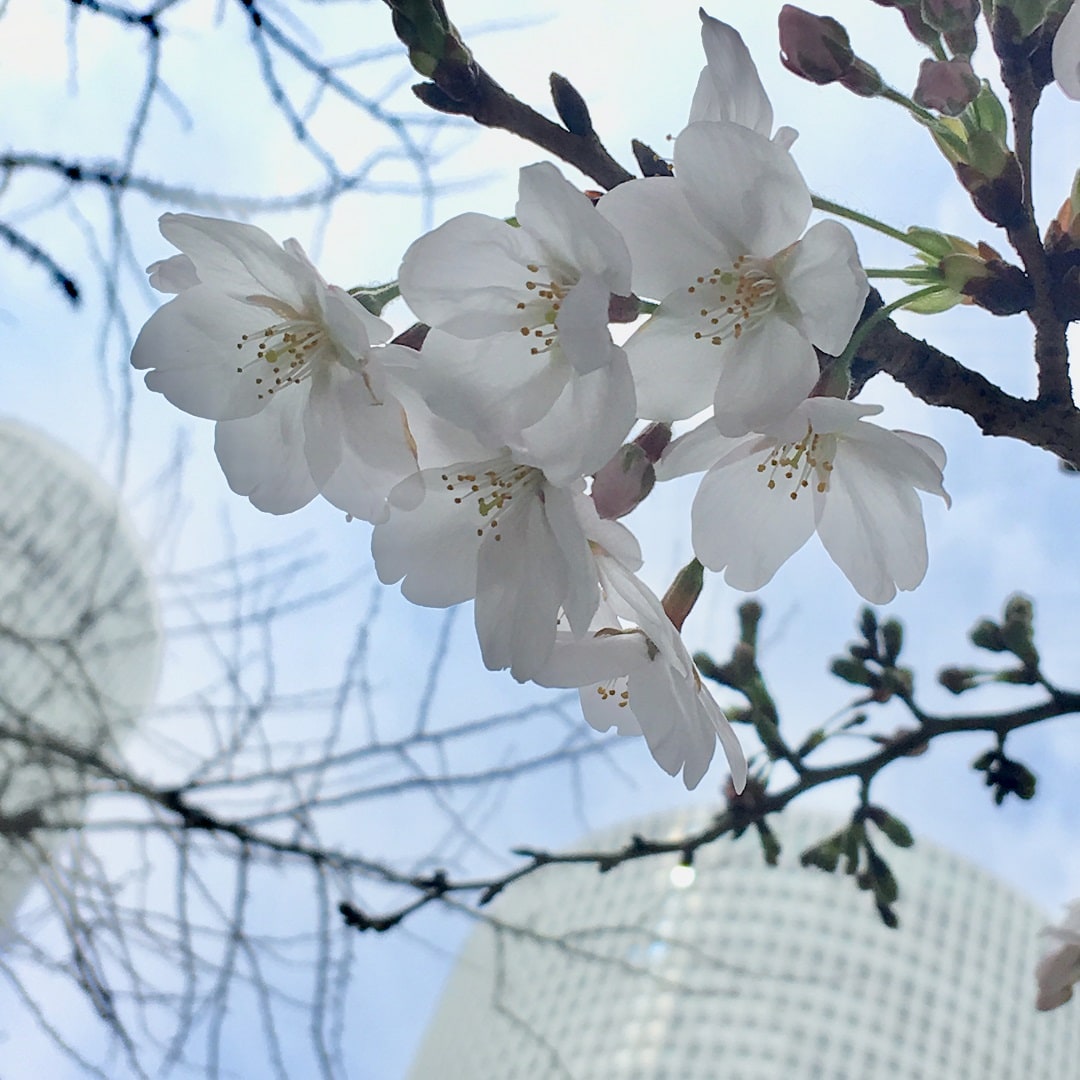 キービジュアル画像：名古屋駅前の桜｜About TOKAI