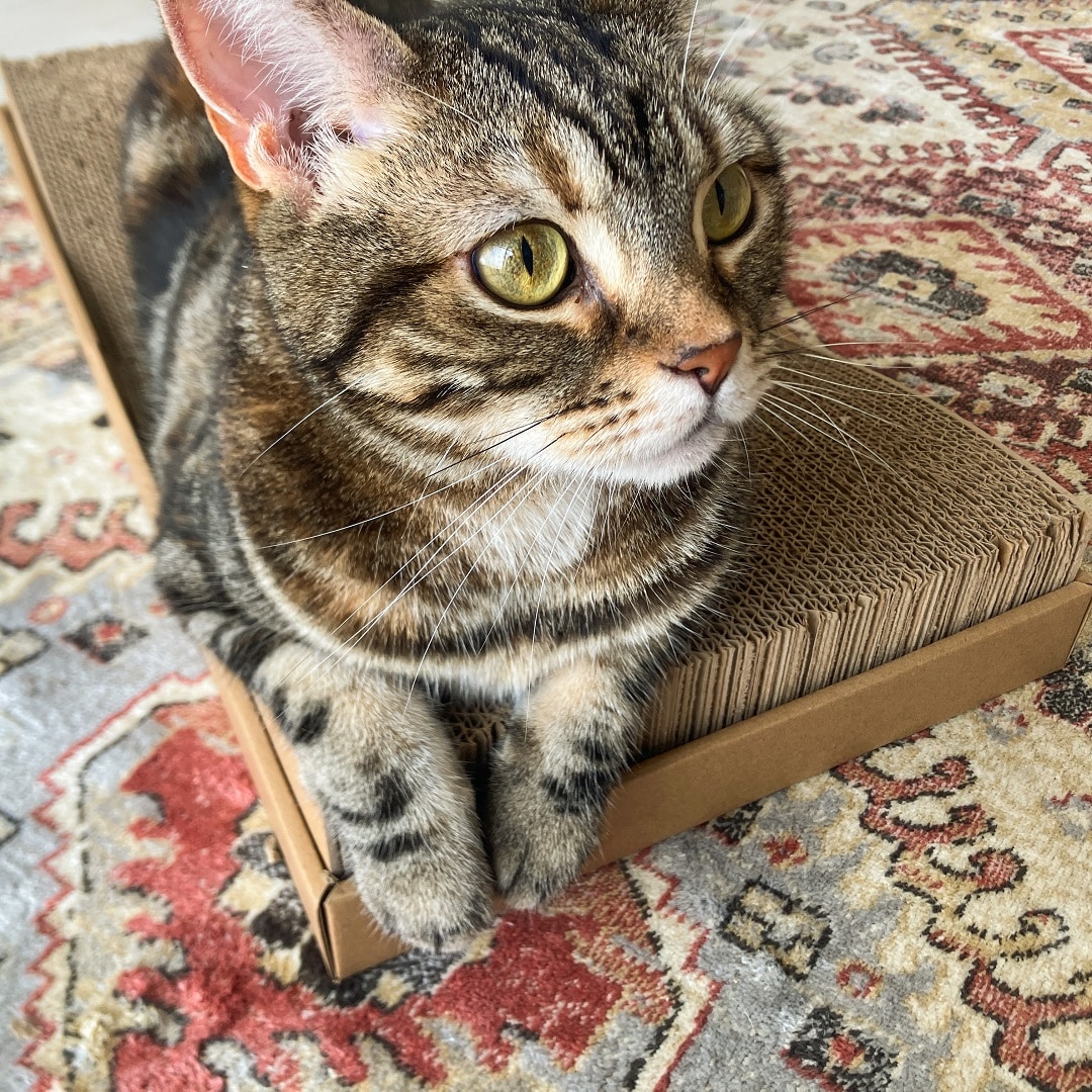 爪とぎベッドに寝転ぶ猫