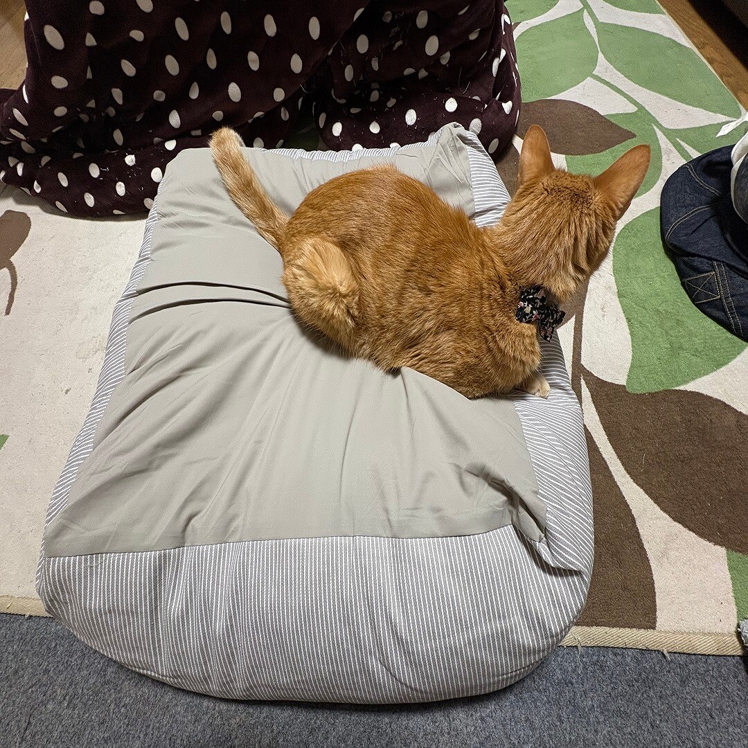 【イオンモール神戸北】猫との暮らしを快適に
