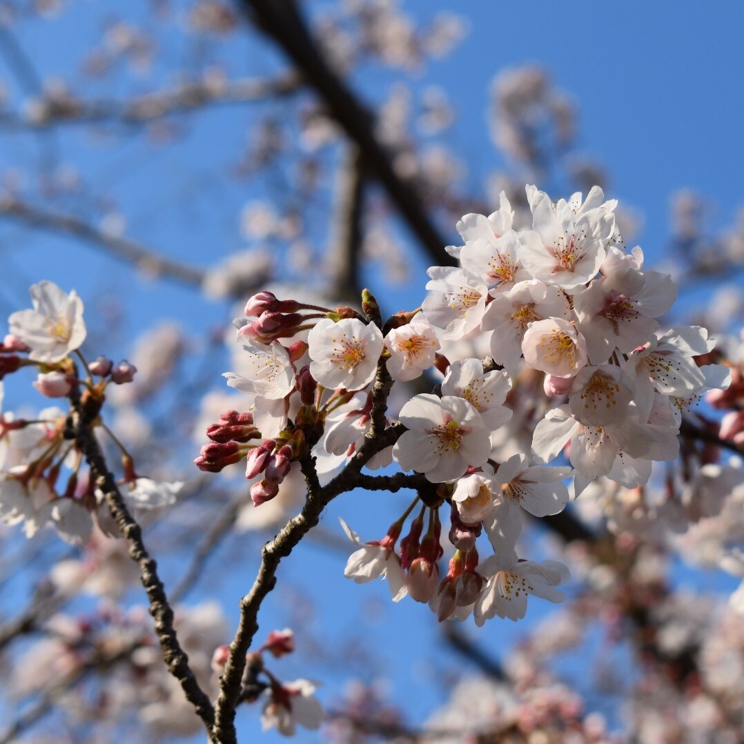 キービジュアル画像：近隣情報と桜のお菓子｜スタッフのおすすめ