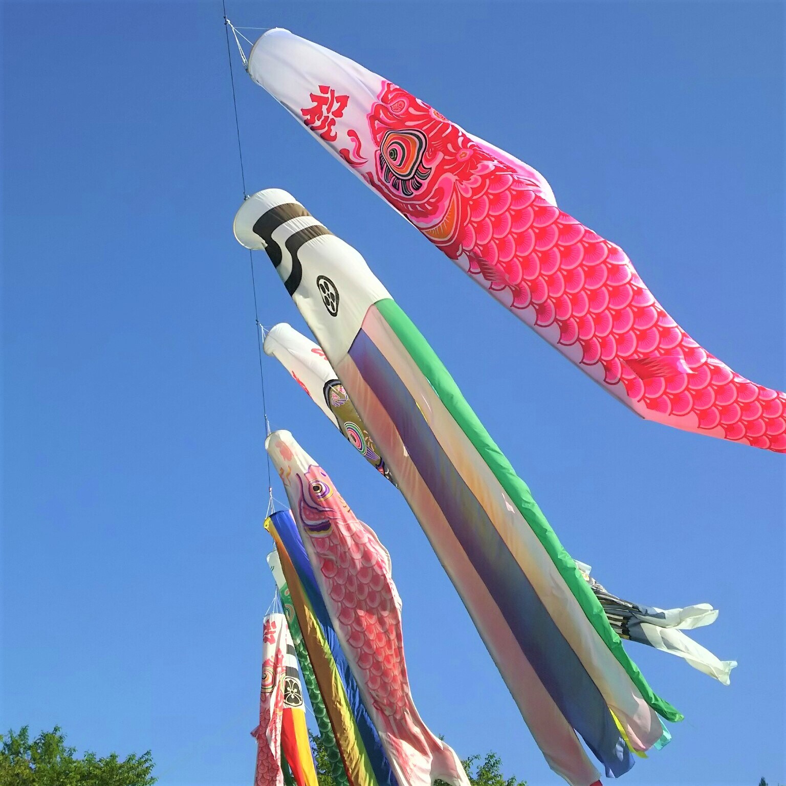 キービジュアル画像：近隣情報|鯉のぼり